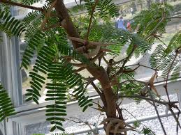 Image result for Acacia cornigera