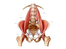 Other muscles also assist in the abduction of. Hip Flexor Psoas And Yoga Yoga Anatomy Yogateket