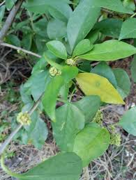 Image result for Pisonia