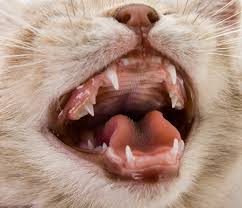 Wann bekommt meine katze ihre zähne? Zahnwechsel Bei Katzen Ratgeber Milchzahne Symptome Ablauf