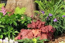 Plantfiles Pictures Heuchera Alum Root Alumroot Coral Bells Coralbells Georgia Peach Heuchera By Ms Greenjeans Monrovia's georgia peach heuchera details and information. heuchera alum root alumroot coral