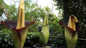 Rare Titan Flowers Bloom At Cornwall S Eden Project Eden Project Rainforest Biome Titan Arum