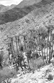 Image result for Helinus spartioides