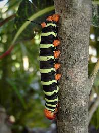 Black And White Striped Caterpillar With Orange Head Most Beautiful Caterpillars Tetrio Sphinx Caterpillar Bugs And Insects Caterpillar Beautiful Bugs