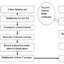 flow chart summarizing techniques of sugarcane tissue