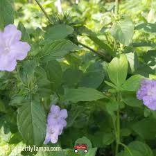 Image result for Ruellia cordata
