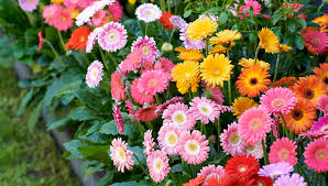 Image result for Gerbera