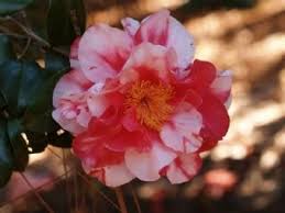 Edna Bass Variegated Camellia Variegated Flowers