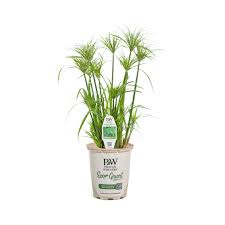 Image result for Pycreus elegantulus