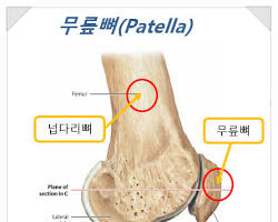 무릎 관절의 해부학적 구조를 보여주는 이미지.  오금 부위의 근육, 인대, 신경, 혈관 등을 강조 표시 이미지