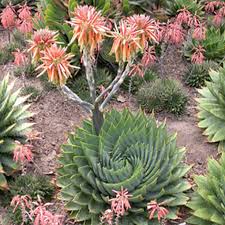 Image result for Aloe plowesii
