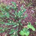 Image result for Polygala arenaria