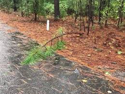 Can T Get To Work Tree Blocking The Road Sorrybossman Funny Pictures Funny Photos Pictures