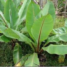 Image result for Ensete gilletii