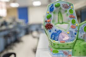 Central vacuoles are filled with watery fluid in order to maintain the life of the cell. An Introduction To Vacuole Organelles