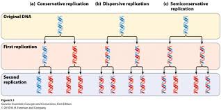 Dna Replication Flashcards Quizlet