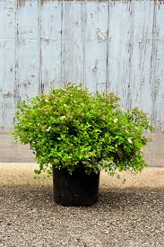 Image result for Spiraea japonica ´Little Princess