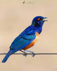 Image result for Oliverella hildebrandtii