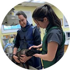 Care that's off the clock. Vets In Waterville Maine New England Animal Hospital