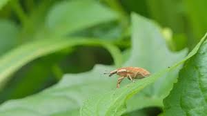 Content ©www.insectidentification.org little leaf notchers do exactly what their name suggests. Weevil Stock Video Footage Royalty Free Weevil Videos Pond5