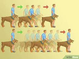 Check spelling or type a new query. How To Teach Your Dog To Heel With Pictures Wikihow