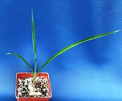 Image result for Trachyandra saltii