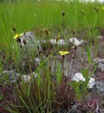 Image result for Xyridaceae