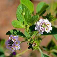Lantana Involuncrata Is Native To My Town Of Lantana Fl This Species Is Only Found In The American Tropics And Bermuda Making It Lantana Cool Plants Plants