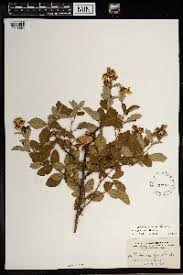 Image result for Rubus chapmanianus