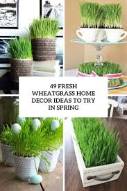 How to grow wheatgrass with soil when the sprouts appear, it's time to plant. 49 Fresh Wheatgrass Home Decor Ideas To Try In Spring Digsdigs