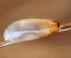 Natural insecticide tea tree oil is one of the most successful home remedies to remove nets from hair. Try These Easy Home Remedies To Get Rid Of Lice Eggs