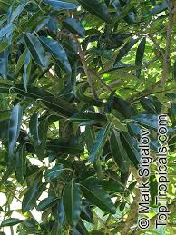 Image result for Calophyllum