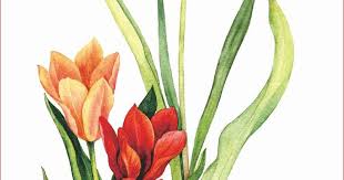 12 Gambar Bunga Tulip Yang Indah 30 Gambar Sketsa Bunga Mudah Bunga Matahari Mawar Tulip Download 40 Gambar Bunga Canti Di 2020 Bunga Tulip Bunga Menggambar Bunga