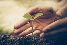 Download 7,832 tree plantation stock illustrations, vectors & clipart for free or amazingly low rates! Plantation Drives Not Enough To Fight Air Pollution