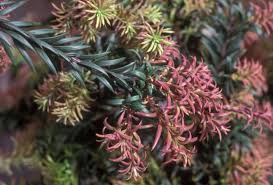 Image result for Cyphia mazoensis