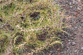 Image result for Cenchrus clandestinus