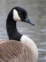 This abundant goose used to live up to its name, most breeding in canada and alaska. Pin On Guides Spirit Helpers And Totems