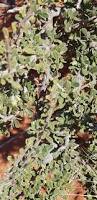 Image result for Maerua parvifolia