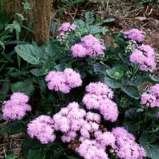 Image result for Ageratum houstonianum