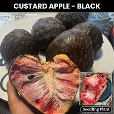 Image result for Annona reticulata