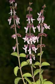 Image result for Orthosiphon schimperi