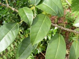 Image result for Ficus ottoniifolia