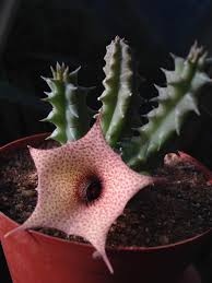 Image result for Huernia longituba