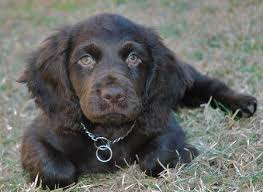 The boykin spaniel is still used today to retrieve a hunt all along the atlantic. Beau The Boykin Spaniel Boykin Spaniel Puppies Boykin Spaniel Puppies