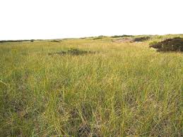 Image result for Vandenboschia gigantea