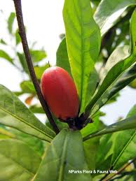 The miracle fruit farm did a very nice job in packaging the plant. Synsepalum Dulcificum Schumach Thonn Daniell