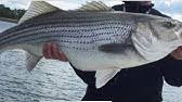 Gator gar spotted gar variant names: Caiman In Lake Murray Youtube