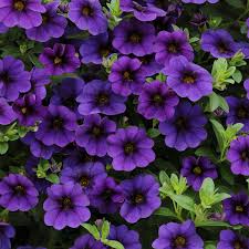 Image result for foto Million Bells