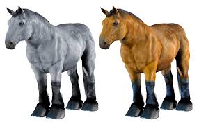 See more of buckskin mustang horses on facebook. Horse Buckskin Bay Free Image On Pixabay