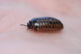 Image result for Brachythrix glomerata